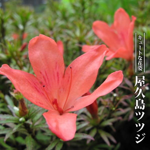 hanahirobaonline_value771-v