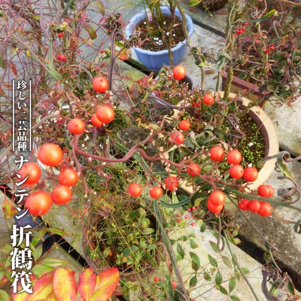 ●品種の特徴「折鶴筏」は、葉や茎がよれるのが特徴的な珍しい「折鶴」の変異種で、枝どうしがくっつき筏状にもなるレア品。折鶴の名は葉が折鶴のように重なってつくことから命名されました。赤い実も楽しめます。ナンテン・南天は音が「難を転ずる」ことにも...