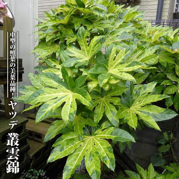 hanahirobaonline_value802-v