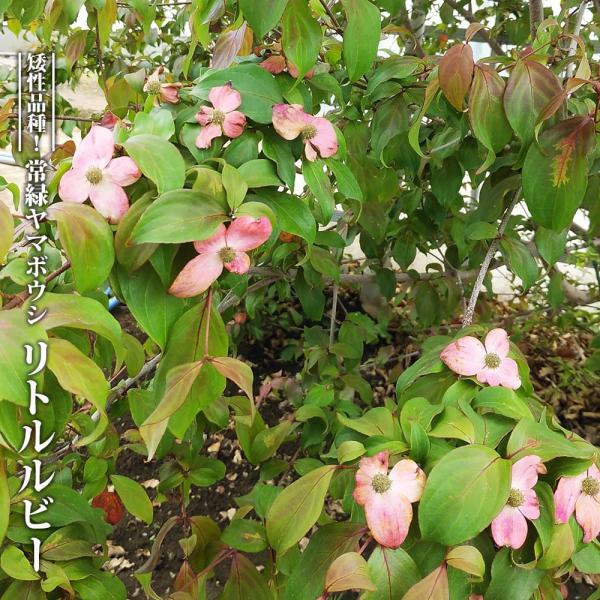 ハナヒロバリュー 常緑ヤマボウシ リトルルビー PVP 4号ポット苗 接木 爆買いweek