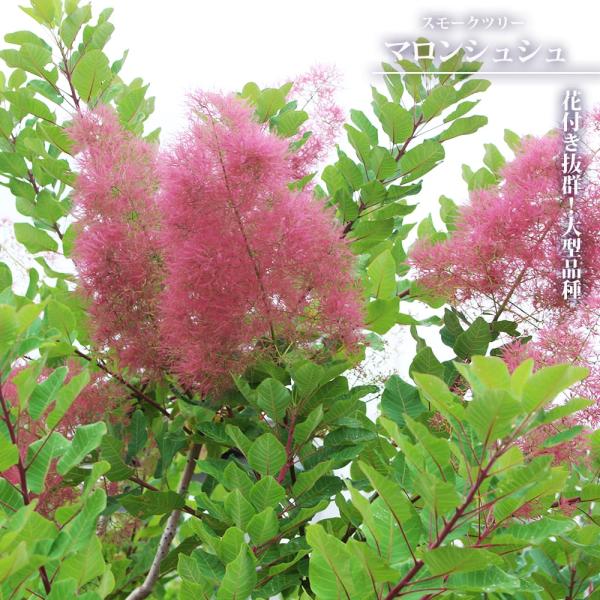 おまとめ全3点 マロン グリーンボール マロンシュシュ スモークツリー 苗 苗木 hanahirobaonline_value816-v