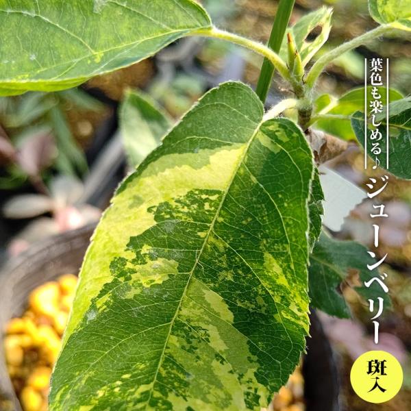 ジューンベリー 斑入 3.5号ポット苗 接木 ハナヒロバリュー 爆買いweek