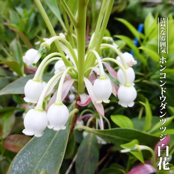 ●品種の特徴ホンコンドウダンツツジ「白花」は純白の花を咲かせる珍しい美花品種です。、通常種は光沢がある厚みのある花弁の桃花を咲かせます。ツツジは花姿もあでやかで和風庭園だけでなく、洋風庭園でも良く合います。強健な性質で植木の下草やグランドカ...