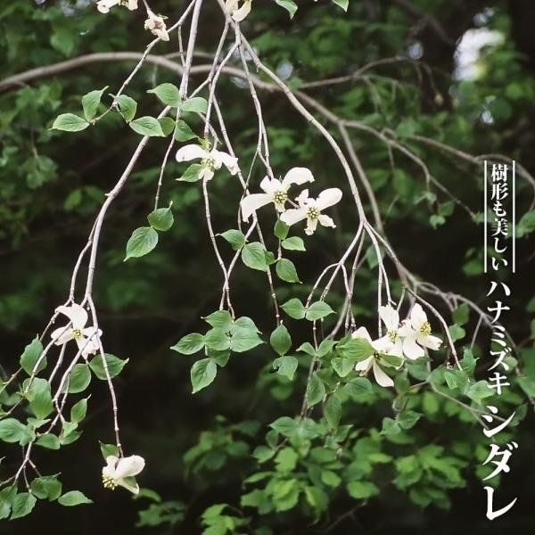 ●品種の特徴ハナミズキ「シダレ」は、枝垂れ性になる樹形が美しい珍しい品種です。白花を咲かせます。花水木は、別名「アメリカヤマボウシ」。「アメリカハナミズキ」。花よし、葉よし、実よしと、三拍子そろった花木です。シンボルツリーにはもってこい！洋...