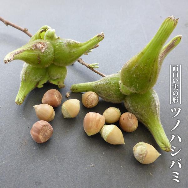 ●品種の特徴「ツノハシバミ」の実から育てた苗木です。北海道〜九州まで日本全国の山地に分布する落葉樹です。実にツノ状のものがあることが名前の由来です。ヘーゼルナッツの仲間なので、秋には変わったくちばし状の実がなり、炒めたりして食べることができ...