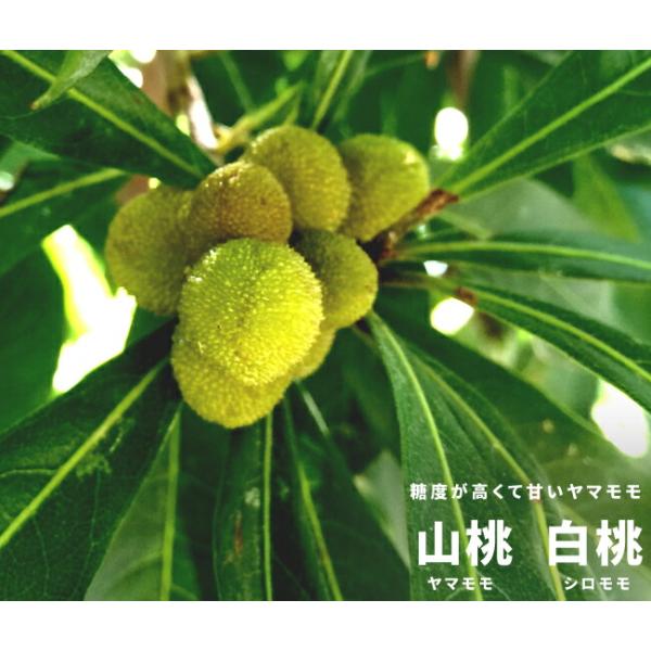 hanahirobaonline_yamamomo-