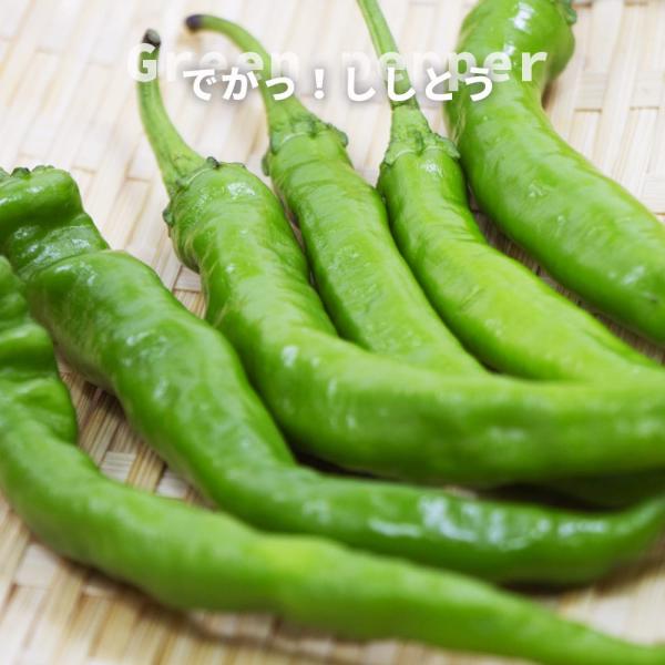 [Release date: April 25, 2026]●品種の特徴「でかっししとう」は肥大すると20cmにもなる長くて大きいししとうです。柔らかくて甘く食べやすい！生育旺盛で、病気にも強くたくさんとれます。シシトウガラシは、甘とうとも...