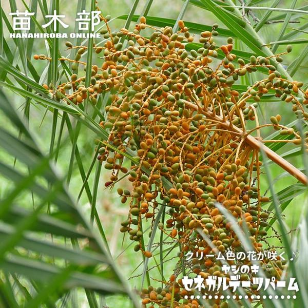 耐寒性ヤシの木 セネガルヤシ セネガルデーツパーム 実生 3号ポット苗
