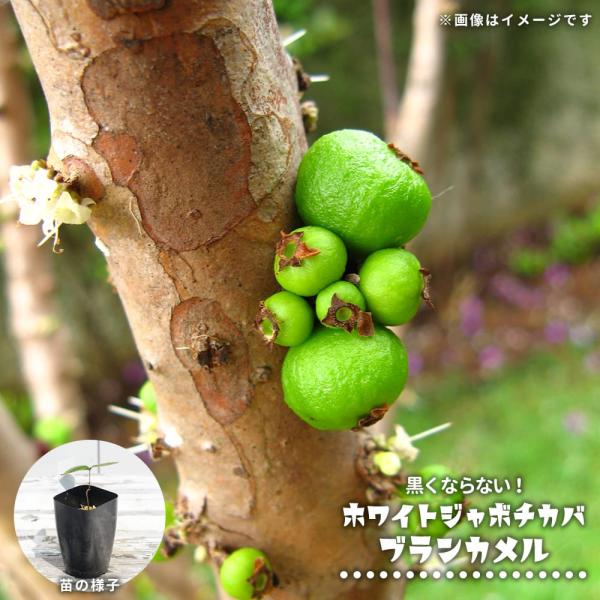 hanahirobaonline_yukis-0040