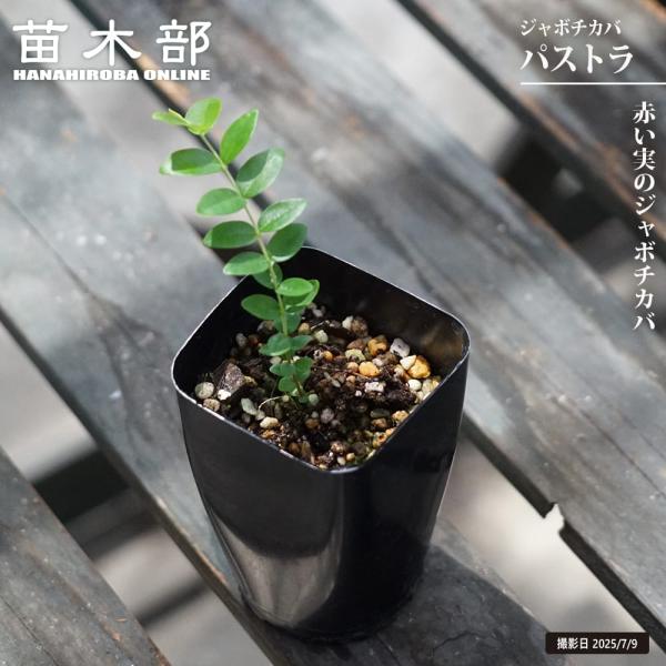 ジャボチカバ パストラ 3号ポット苗 実生 爆買いweek : 苗木部 花