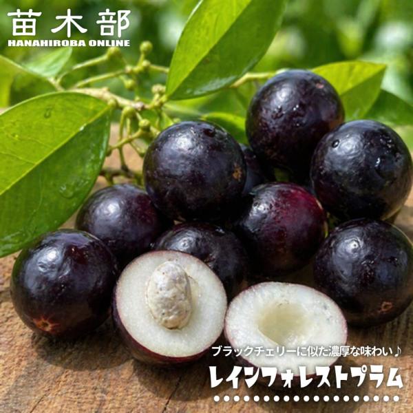 レインフォレストプラム(カンブイ・パープル) 実生 3号ポット苗