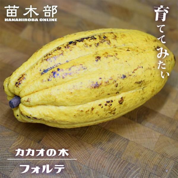 カカオ トリニタリオ種 フォルテ種 実生 3号ポット苗 : 苗木部 花