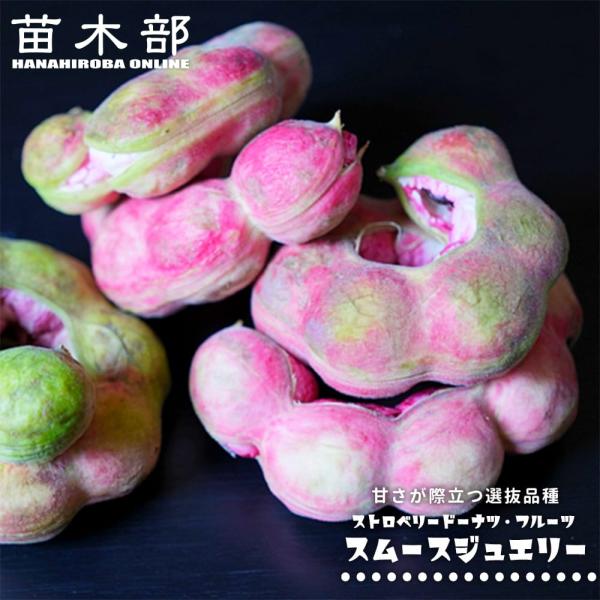 ストロベリードーナツ・フルーツ スムースジュエリー種 Pithecellobium dulce 実生 3号ポット苗