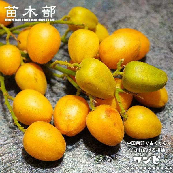 ワンピ Clausena graveolens 実生 3号ポット苗