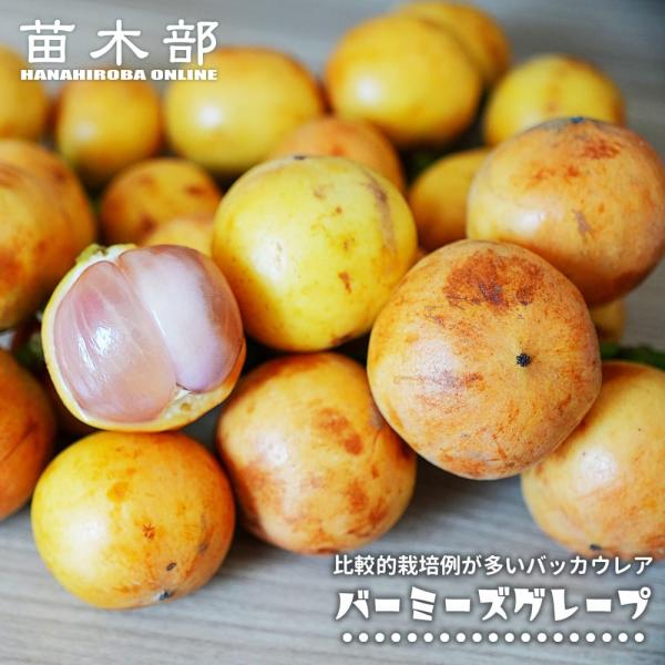 バーミーズグレープ Baccaurea ramiflora 実生 3号ポット苗