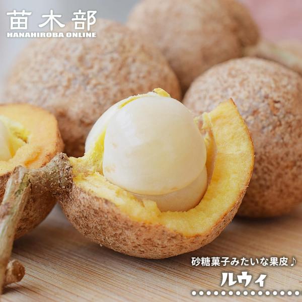 ルウィ Baccaerea sp. 実生 3号ポット苗