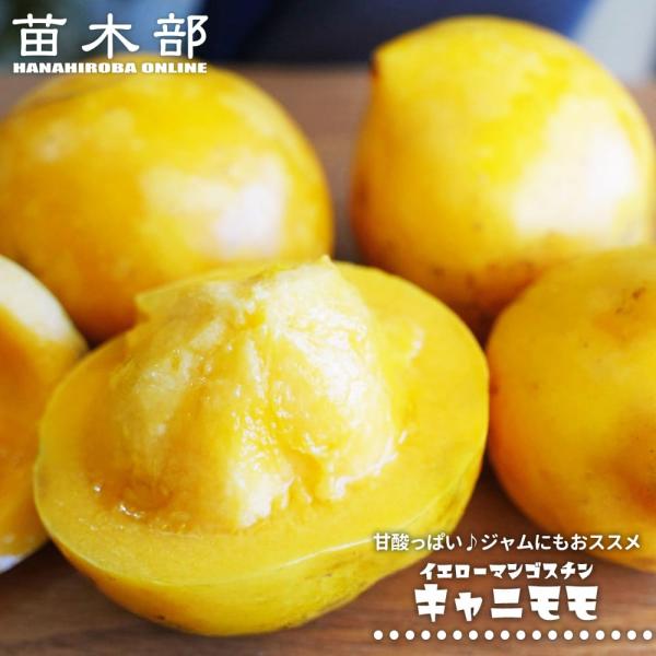 キャニモモ Garcinia xanthochymus 実生苗 3号ポット