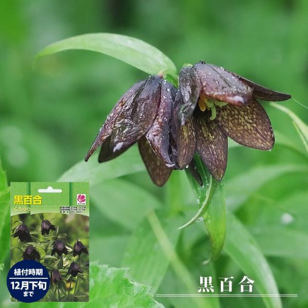 ●品種の特徴黒い花を咲かせる黒百合は、花の形が一般的な白い百合によく似ていますが、まったく別の種類の植物です。白い百合は日本全国に分布していますが、黒百合は北海道を中心に中部地方よりも北側の寒い地域の高山帯にのみ分布しています。特徴的な花の...