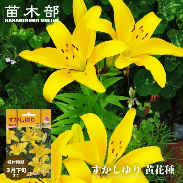 信州産 黄色の百合球根(子球付き♪ 信州産 黄色の百合球根(