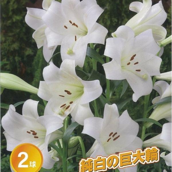 ホワイトトライアンファーター 巨大輪 鉄砲百合 （2球入り