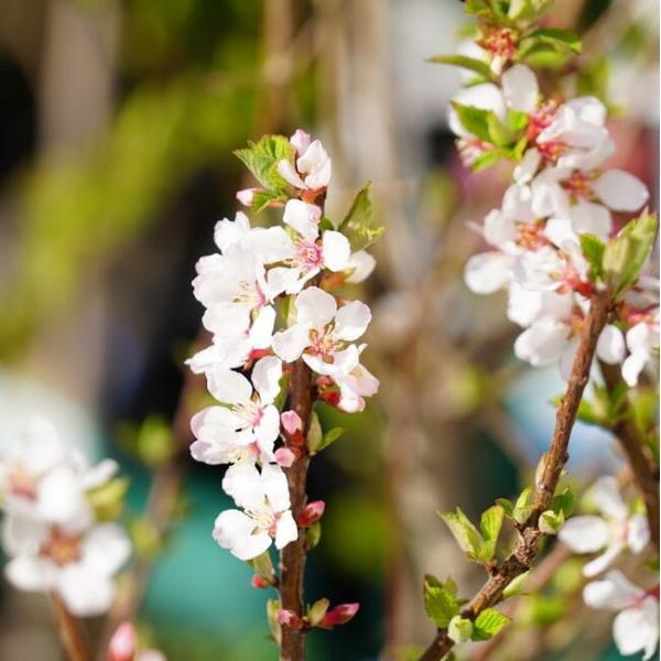 植木 盆栽 ユスラウメの人気商品 通販 価格比較 価格 Com