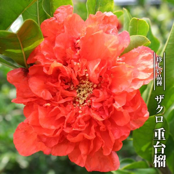 植木 盆栽 ザクロの人気商品 通販 価格比較 価格 Com