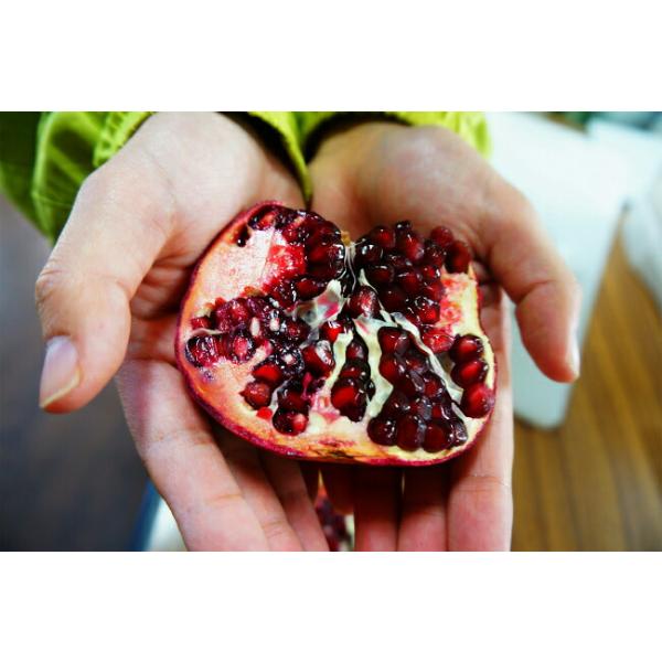 ざくろ 苗 カリフォルニア ザクロ 1年生苗 果樹 果樹苗 Buyee Buyee 일본 통신 판매 상품 옥션의 대리 입찰 대리 구매 서비스