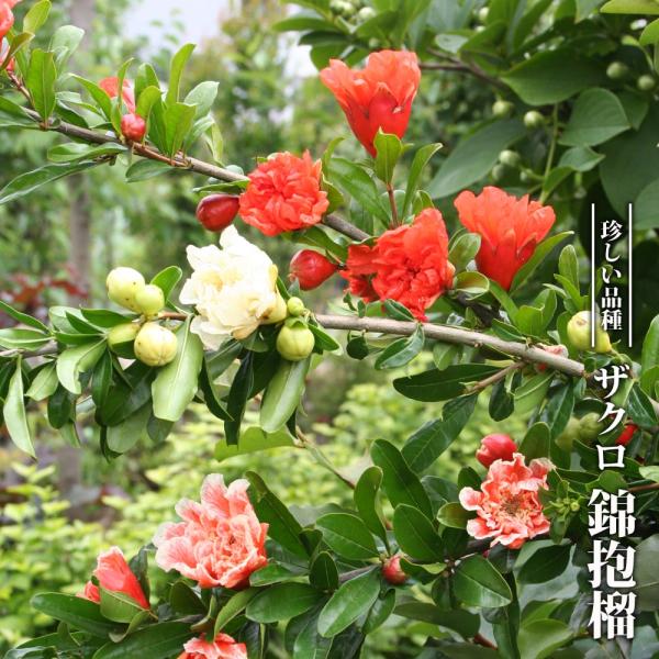 咲き分け花ザクロ 錦袍榴 3.5号ポット苗 ハナヒロバリュー
