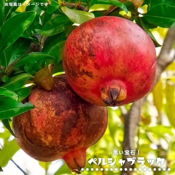 ザクロ 苗木 みんな探してる人気モノ ザクロ 苗木