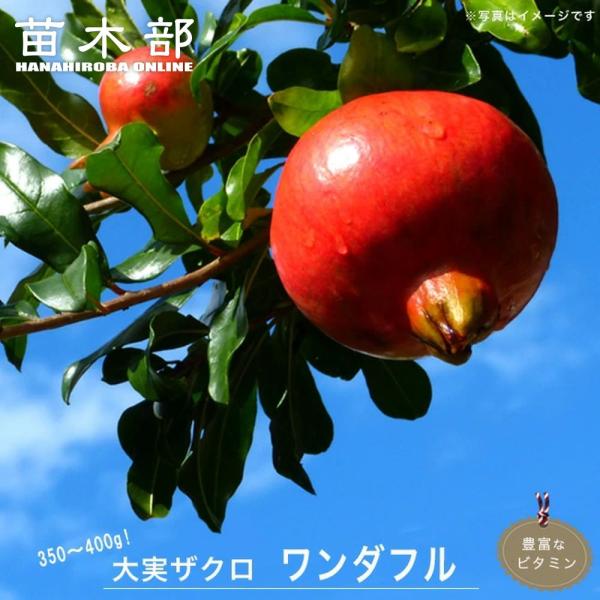 ●品種の特徴ワンダフルは実が350〜400gと大玉で、甘味が強く、果汁が多い品種です。鮮やかな紅色の実を持つカリフォルニアザクロで「フルーツの宝石」とも言われています。ワンダフル種は、カリフォルニア産ザクロの実に80%をしめる栽培価値の高い...