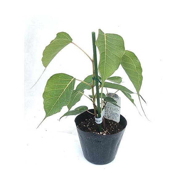 スリーマハーボダイジュ インドボダイジュ の苗木4号 Buyee Servicio De Proxy Japones Buyee Compra En Japon