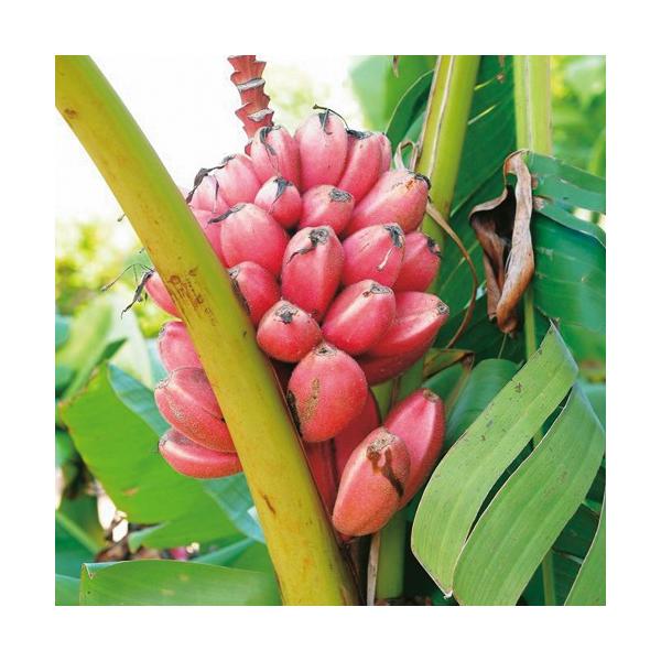 [Release date: April 23, 2024]耐寒性赤実バナナ「アケビバナナ（ピンクバナナ）の苗」を販売インド・アッサム地方原産の1果3〜4cmの原種ミニバナナです。別名「ピンクバナナ」とも呼ばれ、美しいピンク色の花や実で、観...