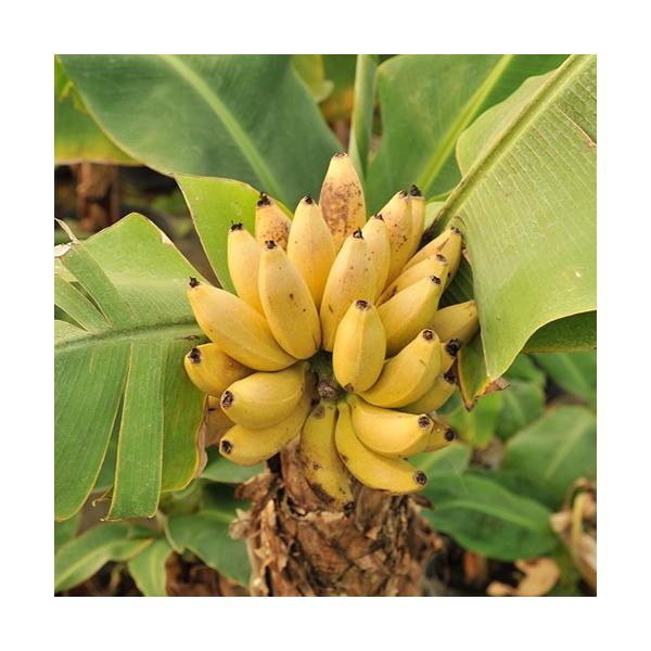 矮性バナナ「ドワーフモンキーバナナ苗」を販売幹高60〜80cmほどから実る極矮性バナナです。生長し葉数40枚を超すころから花を咲かせ実をつけます。果実が丸くなってきたら収穫し、追熟させ黄色くなったら食べられます。ドワーフモンキーバナナ規格：...