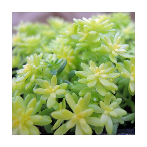 セダム「細葉黄金万年草」の苗 : 植物・園芸専門店 花育通販Yahoo!店