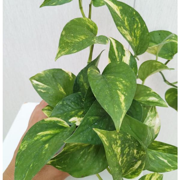 [Release date: October 4, 2022]最もポピュラーな観葉植物です。ハート型の美しい斑入り葉が魅力的です。水のやりすぎと低温に注意すれば育てやすく、光が少ない場所でも育てる事が出来ます。観葉植物ポトスのサイズ：9〜1...