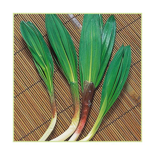 [Release date: January 19, 2021]山菜「行者にんにく」は、ニンニクのような味わいと独特の香りがやみつきになる山菜です。しょうゆ漬け・天ぷらとして食すのが一般的で、また豚肉と一緒に食べると疲労回復効果があるとされ...