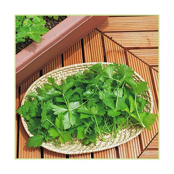 山菜「三つ葉（ミツバ）」は、薬味として欠かせない山菜のひとつです。日本原産のβカロテンを含む緑黄色野菜です。ビタミンA、ビタミンC、カルシウム、鉄分などが豊富に含まれています。香りや風味、しゃきっとした歯ざわりなどが楽しめ、用途が広いので少...