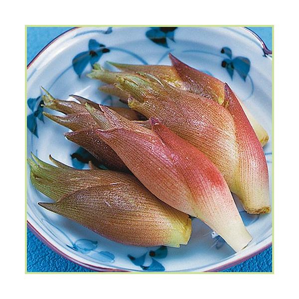 [Release date: January 19, 2021]山菜「茗荷（みょうが）」は、生姜などと共に花も茎も香味野菜として日本では古くから親しまれています。清涼感のある香りが特徴的な、薬味などに欠かせない食材です。アントシアニン、食物...