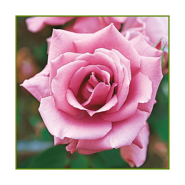 薔薇 バラ の苗木 Ht マダム ビオレ マダムビオーレ 5号接木苗 Ka Bara 061 花育通販yahoo 店 通販 Yahoo ショッピング