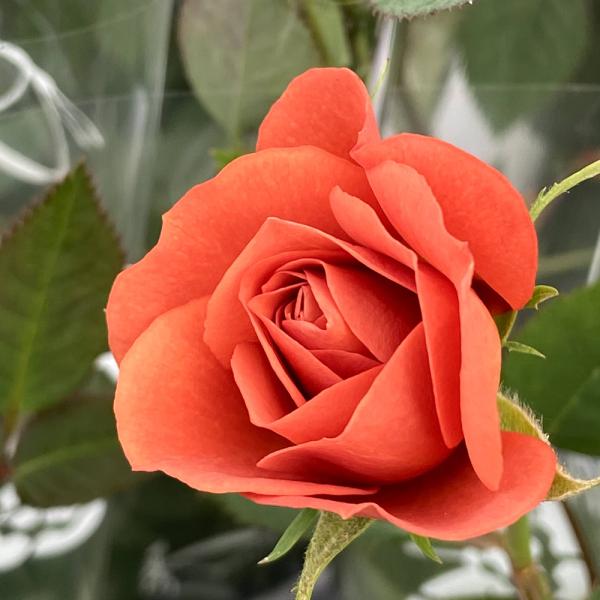 沸騰ブラドン ミニバラ苗 テディベア 薔薇 苗 ecousarecycling.com