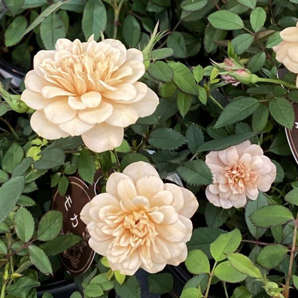 hanaikushop_ki-bara-441