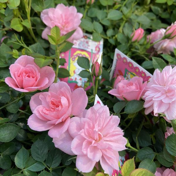 薔薇（バラ） ミニバラ・ピーチヒメサクラコの苗 : 植物・園芸専門店