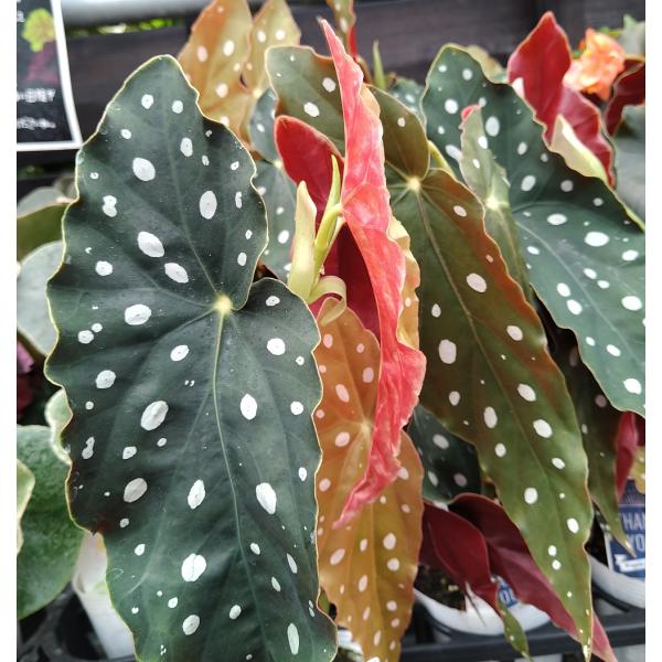 hanaikushop_ki-begonia-004-2