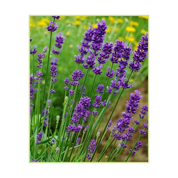 イングリッシュラベンダー・オックスフォードゼムの苗 : 植物・園芸
