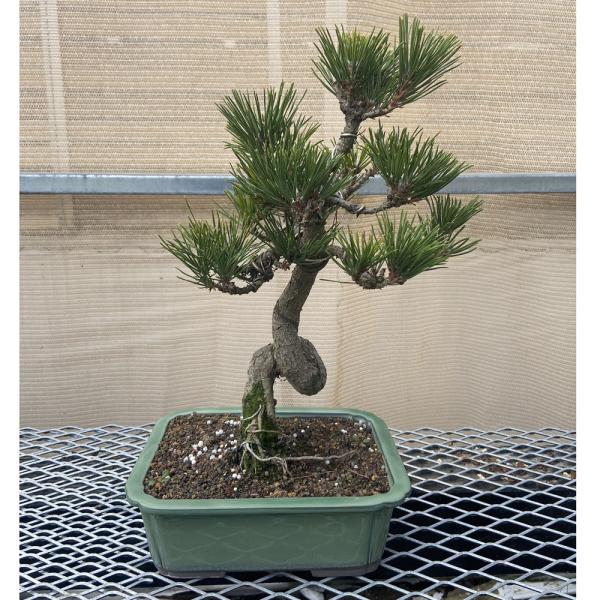⭐盆栽・黒松⭐ 黒松（クロマツ）盆栽の販売｜盆栽妙 – 盆栽妙 本店