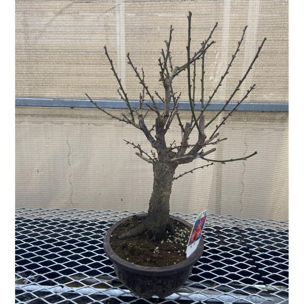 hanaikushop_ki-bon2021-u-001