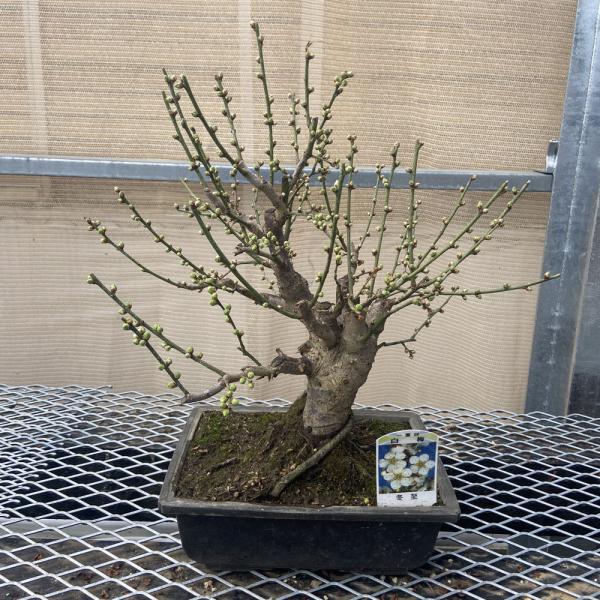 hanaikushop_ki-bon2021-u-010