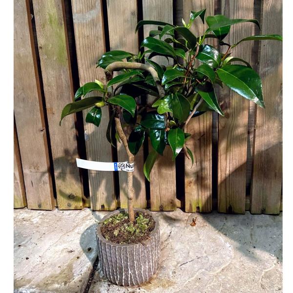 三河雲竜椿 3号ミニ盆栽 現品 Ki Bonsai A009 花育通販yahoo 店 通販 Yahoo ショッピング