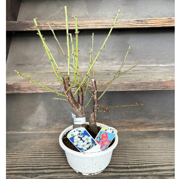 花梅盆栽 紅白梅 5号プラ鉢 2品種寄せ植え仕立て : 植物・園芸専門店