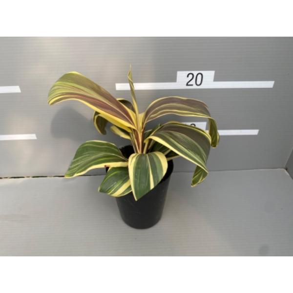 [Release date: July 2, 2024]緑色と黄色の斑入り葉に名前の通りの”チョコレート色”が溶け出したような不思議な模様がアクセントになった美しい色彩のコリジリネです。特に新葉にチョコレート色が混じります。※斑の入り方や形...